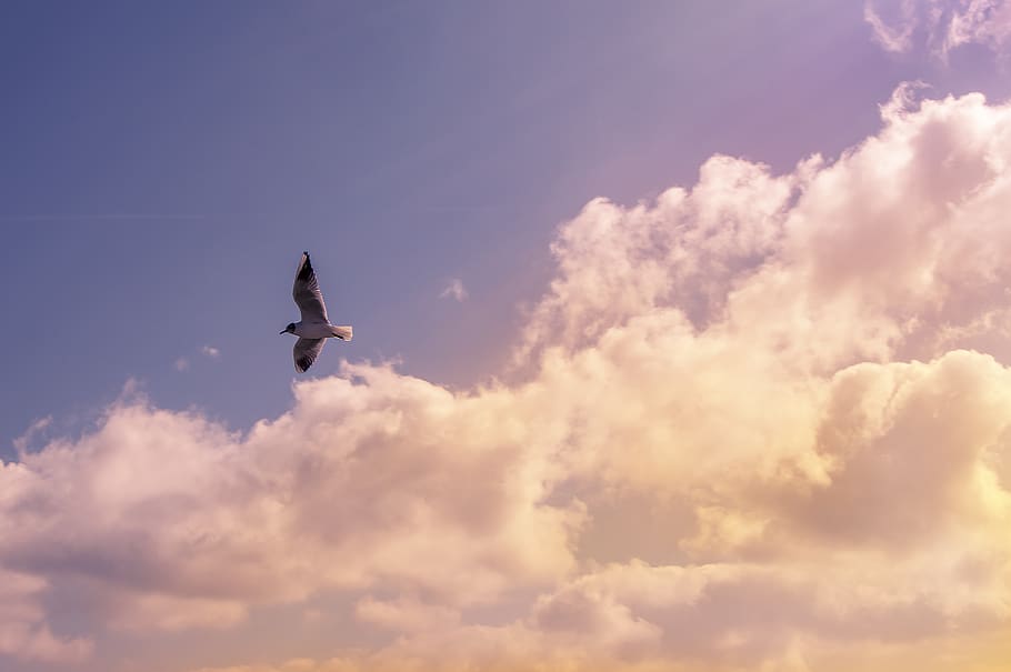 bird, animals, flying, wings, sky, clouds, cloud - sky, animal themes HD wallpaper