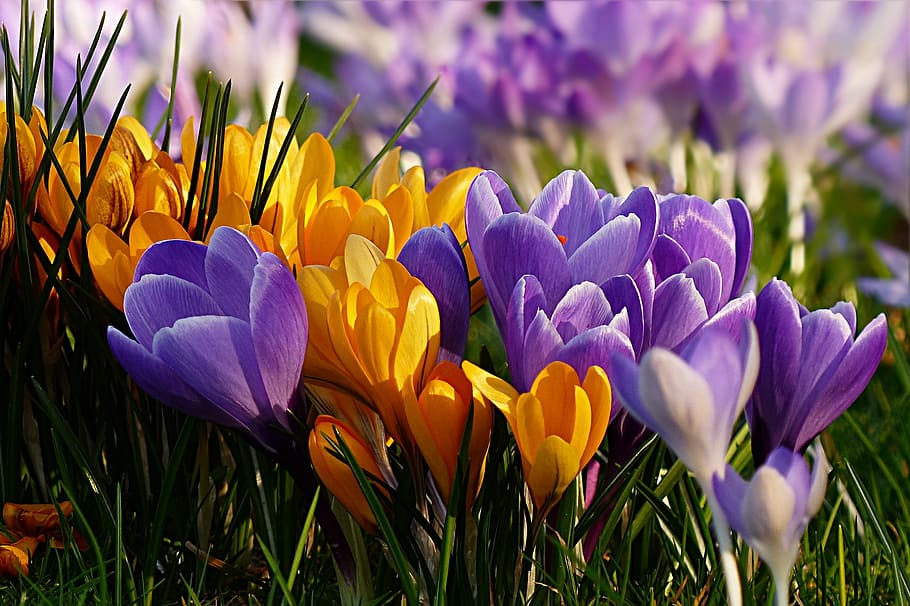 purple and orange flowers, crocus, violet, yellow, early bloomer HD wallpaper