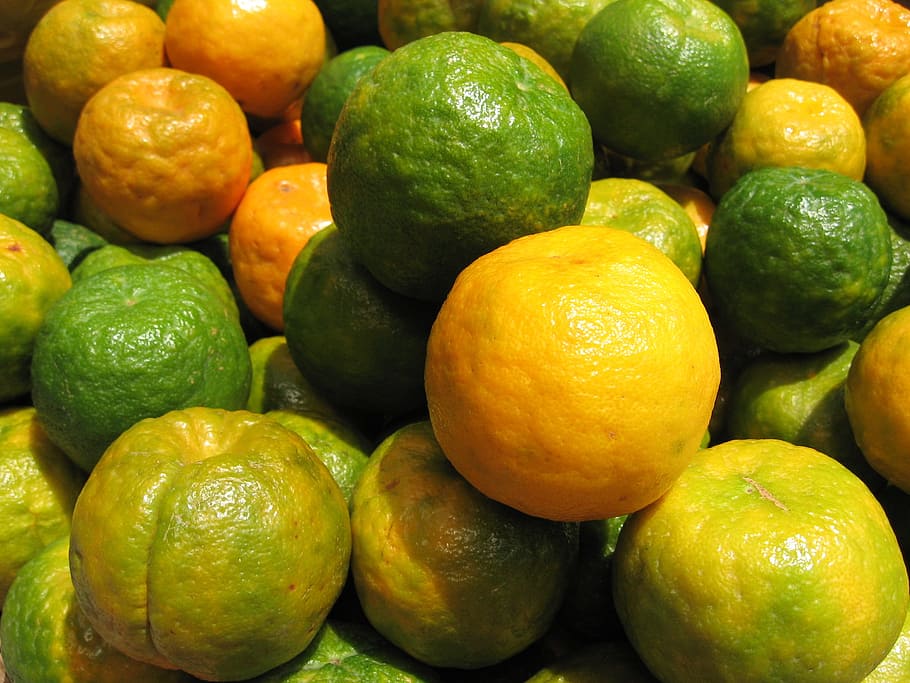 citrus, lemon, lime, fruit, tropical, food and drink, healthy eating HD wallpaper