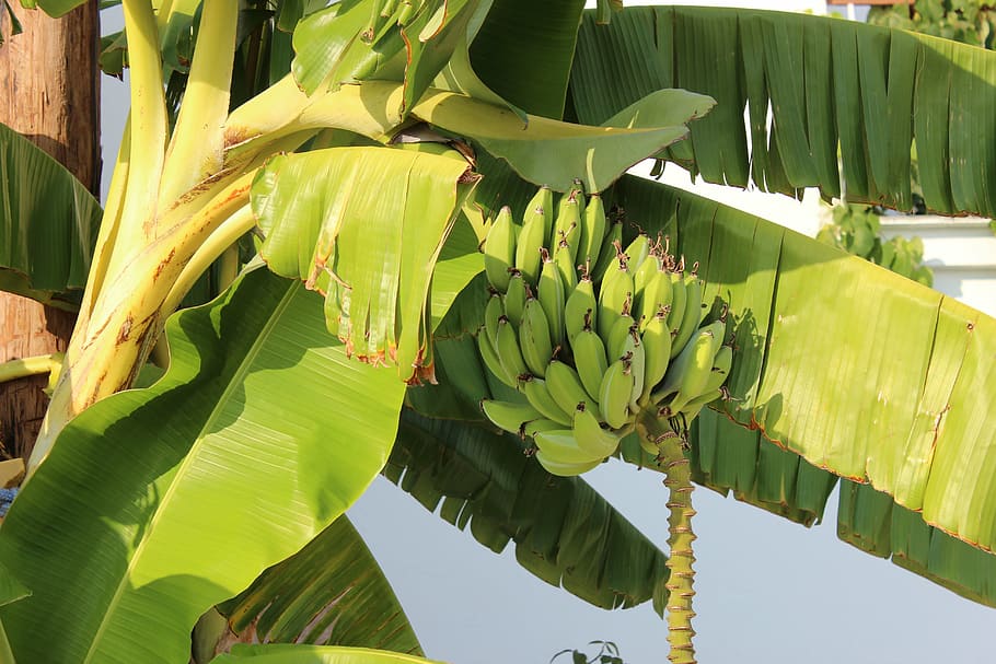 bananas, palm, tree, fruit, nature, food, agriculture, leaf HD wallpaper