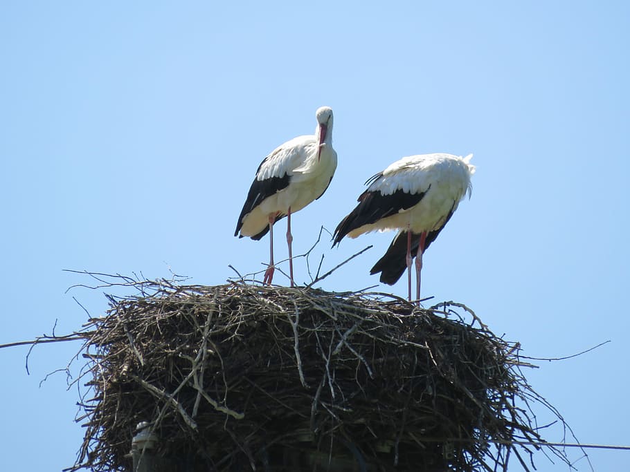 Storks are preparing to move into hotest places, two egrets on nest HD wallpaper