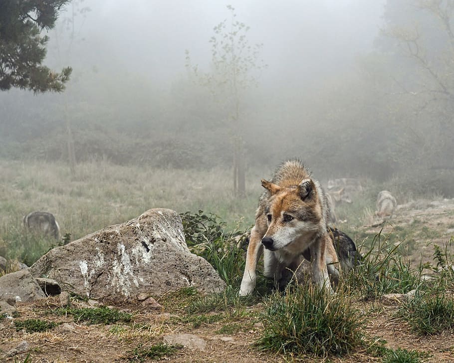 brown and black wolf beside the rock, mist, suspicious, predator HD wallpaper