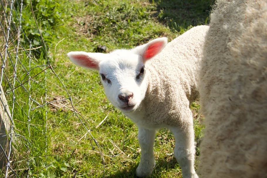 spring, lambs, sheep, young, animal, pasture, outdoor life HD wallpaper