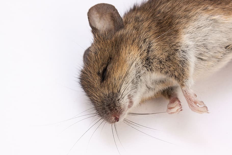 Wood Mouse, Apodemus Sylvaticus, dead, dead mouse, rodent, mammal, HD wallpaper