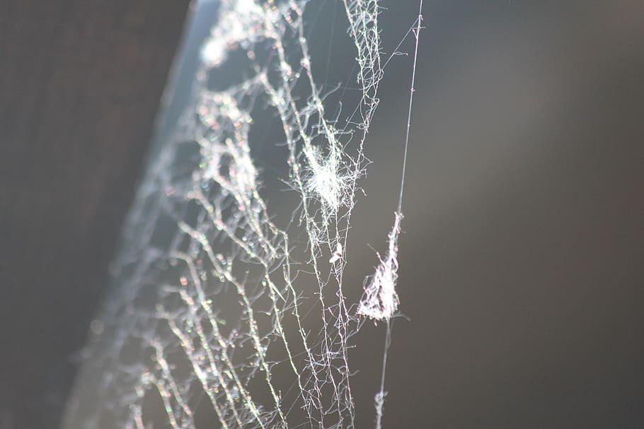 web, network, spider, trap, jumble, fragility, spider web, no people HD wallpaper