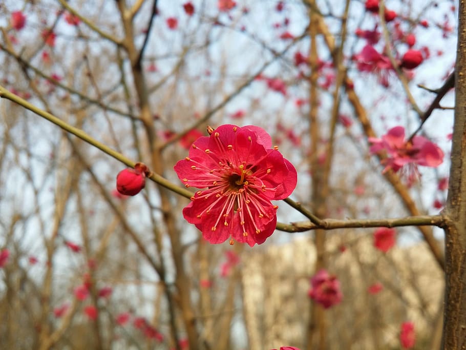 plum, plum flower, red plum, plum apricot blossom, spring flowers, HD wallpaper