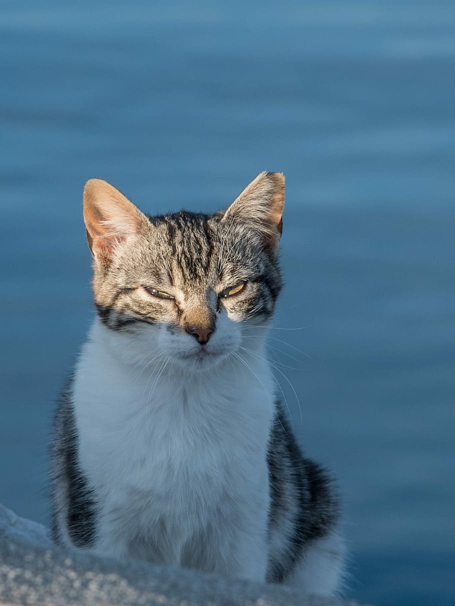 Cat, Dawn, Sun, Rays, Eyes, Closed, eyes closed, look, heat HD wallpaper