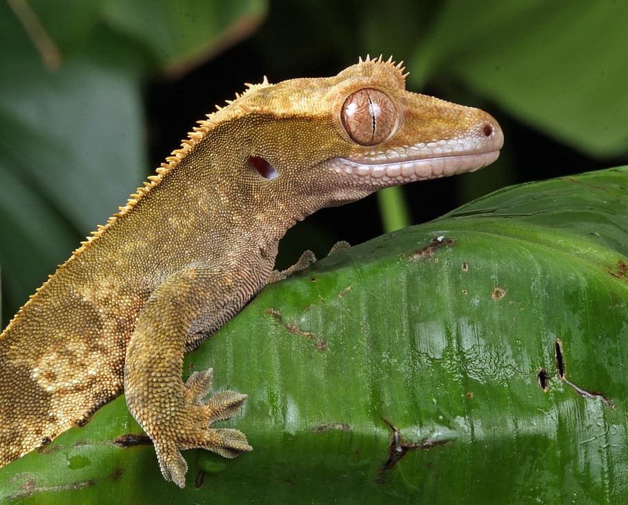 brown lizard on top of green leaf, gecko, close-up, macro, portrait HD wallpaper