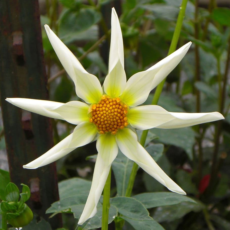 flower, white, star, wild, flora, flowering plant, vulnerability HD wallpaper