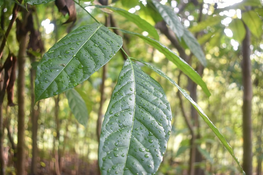 dew, leaf, fresh, green, nature, drop, environment, plant, tree HD wallpaper
