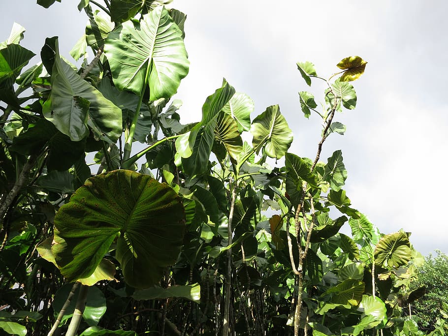 amazon, brazil, mangroves, plant, plant part, leaf, growth HD wallpaper