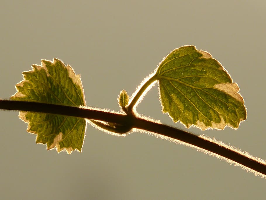plant, leaf, backlighting, stalk, close up, plant part, nature HD wallpaper