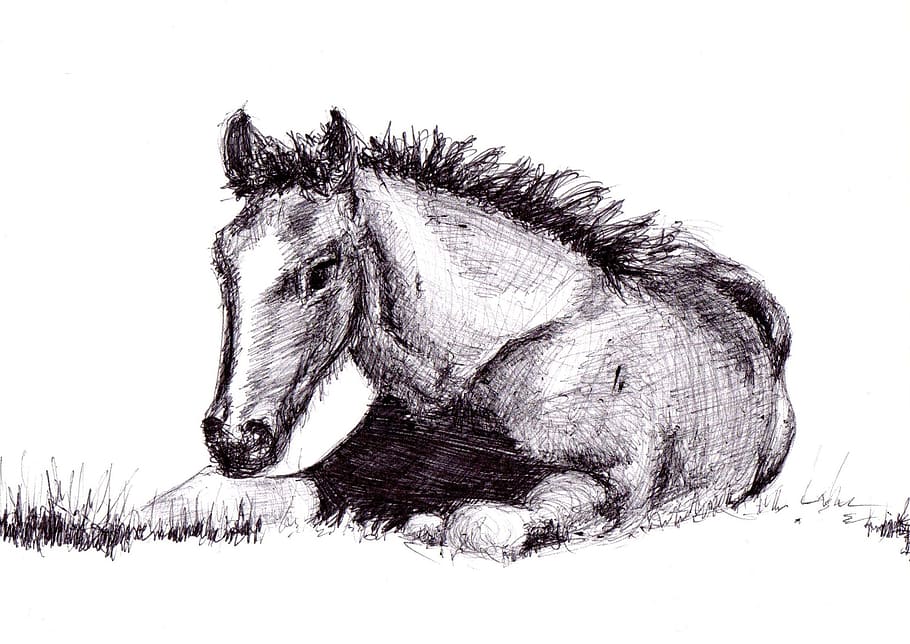 HD wallpaper: sketch of horse, drawing, pen, art, artwork, one animal,  mammal | Wallpaper Flare