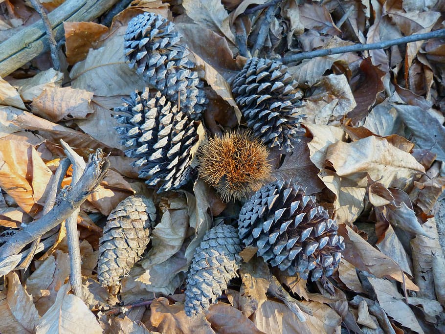 nature, pinecone, fall, leaves, chestnut, dry, leaf, day, no people HD wallpaper