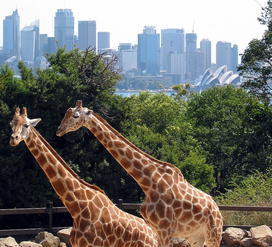 Giraffes at the Taronga Zoo in Sydney, New South Wales, Australia, HD wallpaper