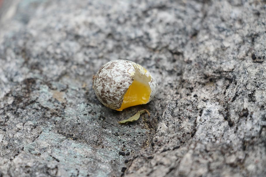 eggs, shell, grey, eggshell, broken, natural, easter, breakfast HD wallpaper