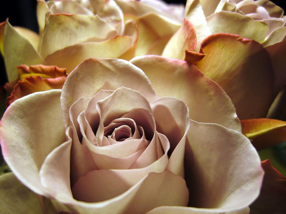 Close, Flower, rose, rose bloom, rose petals, beautiful, romance HD wallpaper