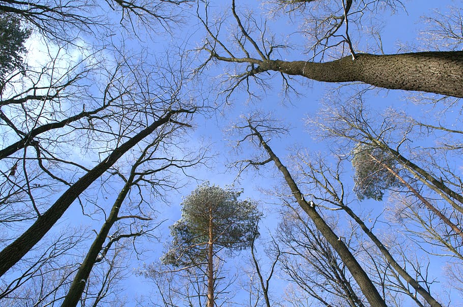 trees, forest, nature, plant, sky, low angle view, tranquility HD wallpaper