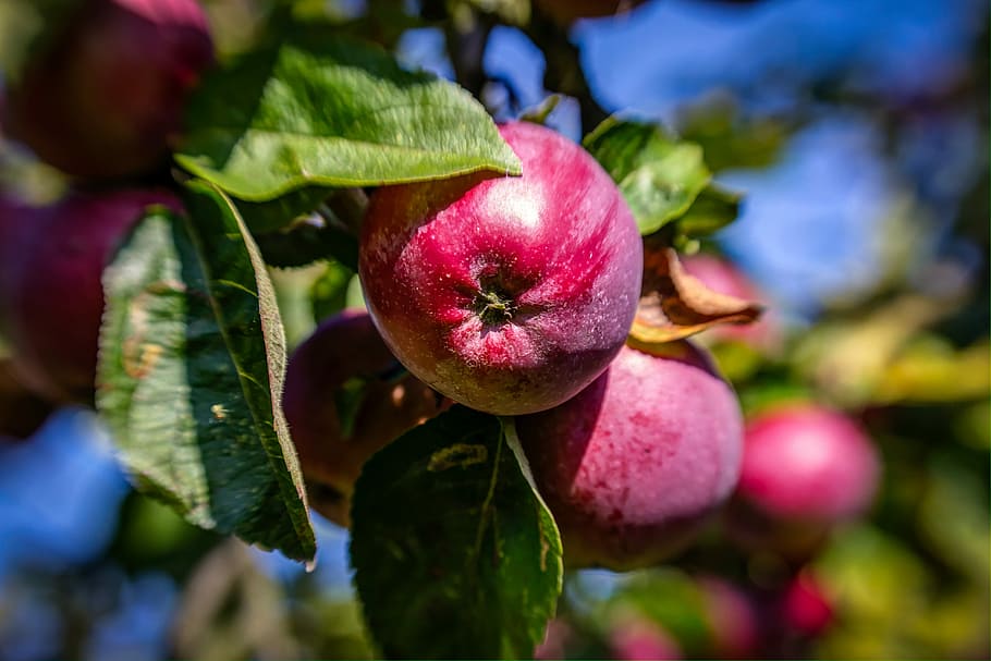 HD Wallpaper Red Tree Red Apple Fruit Apples Food Healthy Fresh Nature Wallpaper Flare