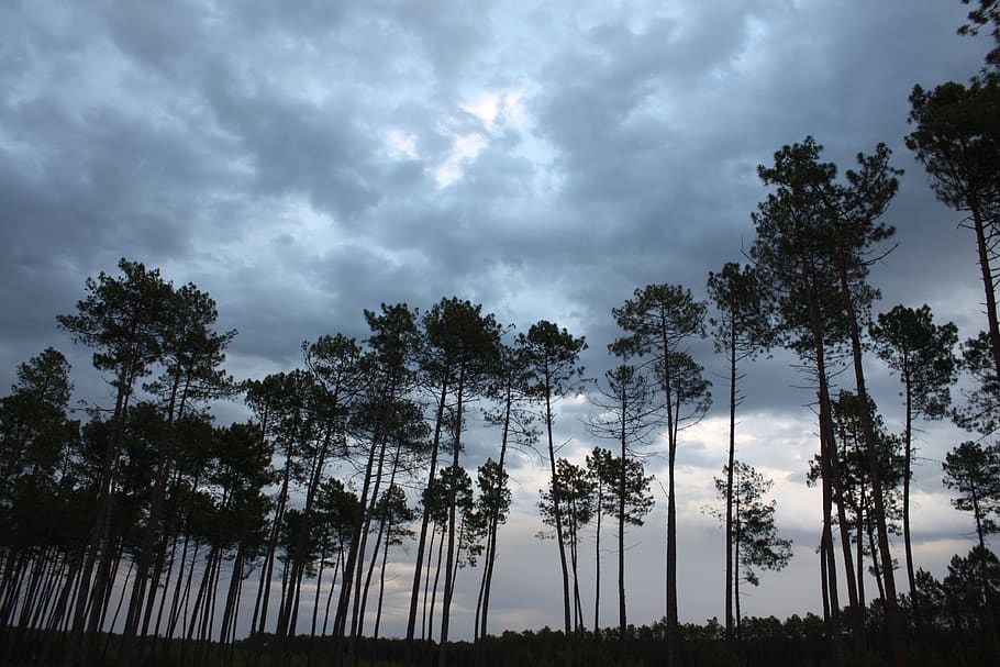 pine, storm, sky, tree, plant, cloud - sky, beauty in nature HD wallpaper