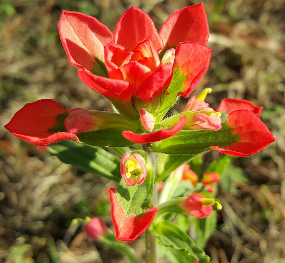 paintbrush flower