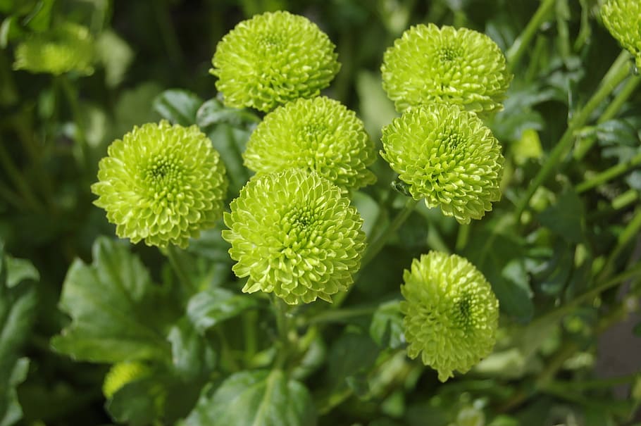 nature, flower, leaf, santini, green flower, growth, green color HD wallpaper