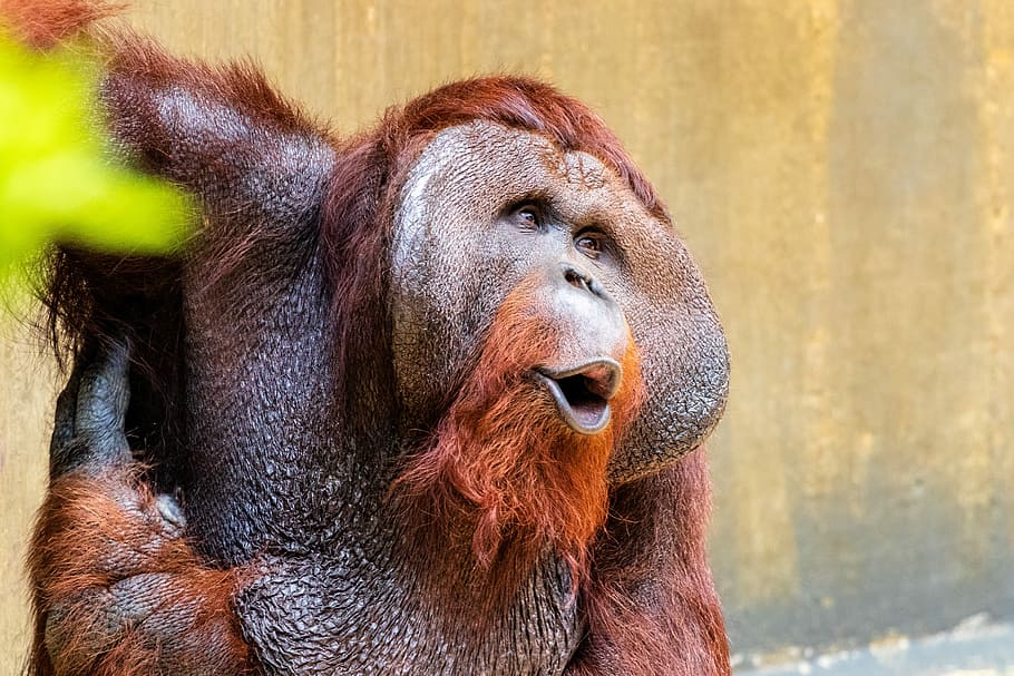 monkey, primate, oranguta, animal, animal world, mammal, zoo HD wallpaper