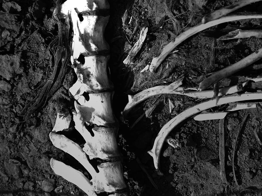 bones, vertebral column, corpse, animal, plant, trunk, tree trunk HD wallpaper