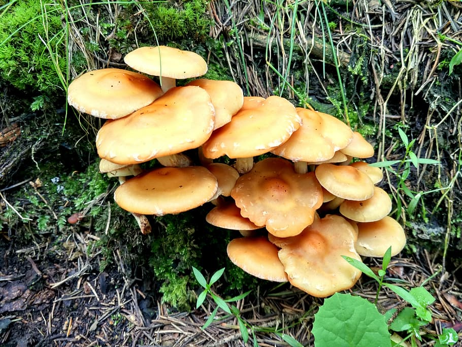 mushroom, rain, hillside, forest, grassland, fungus, vegetable HD wallpaper