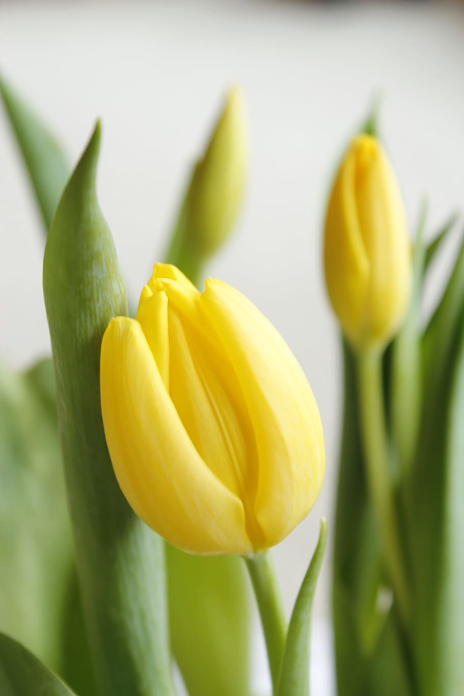 Tulip, Easter, Spring, Background, greeting card, yellow, freshness HD wallpaper