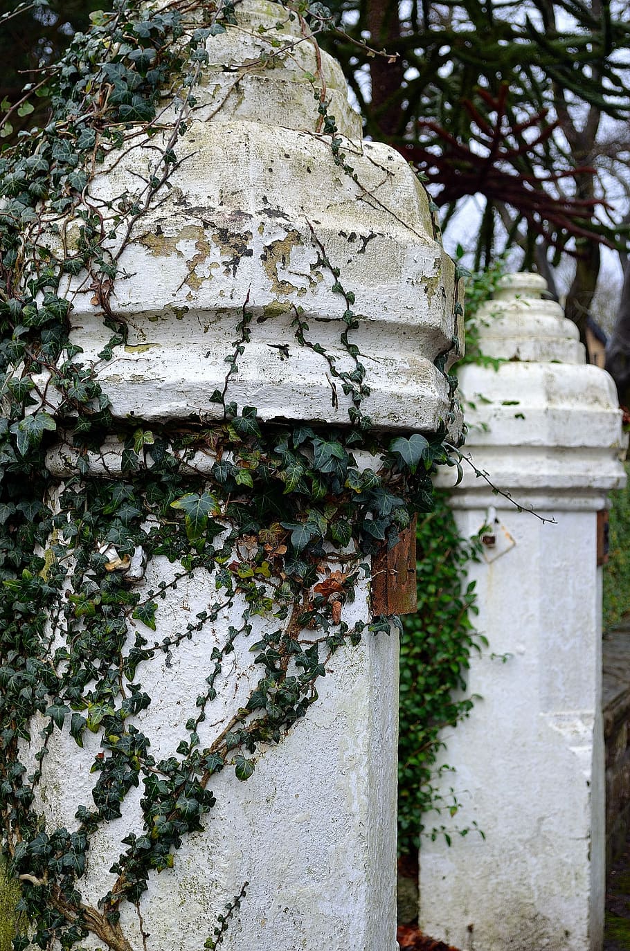 Column, Ivy, Gate, Decoration, Plant, background, architecture HD wallpaper