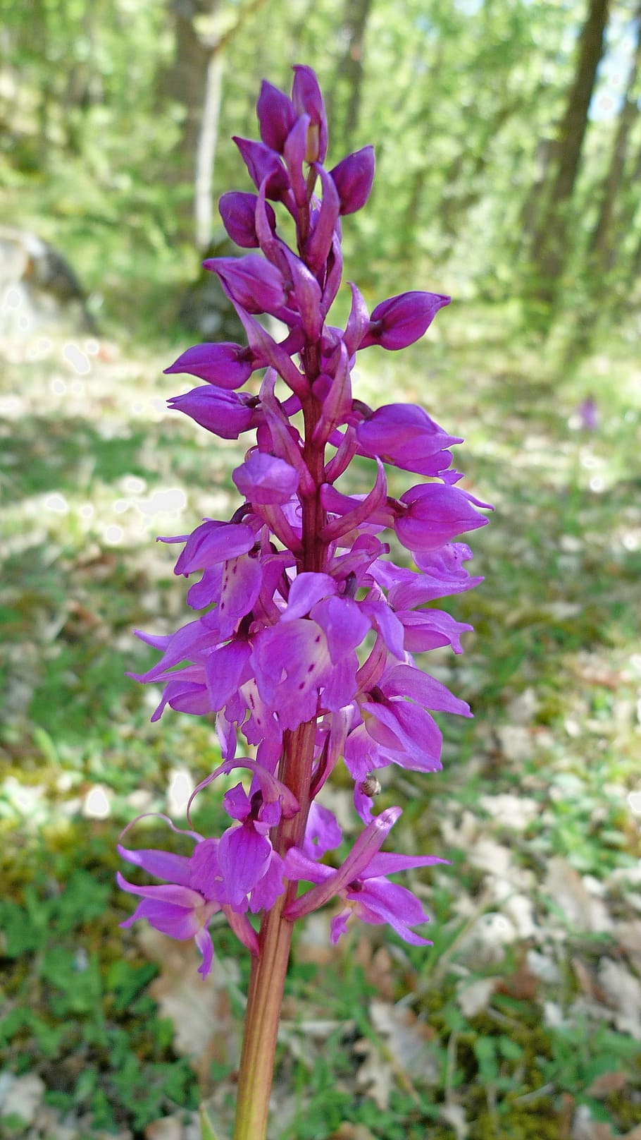 flowers, nature, macro, forest, plants, spring, wild orchid HD wallpaper