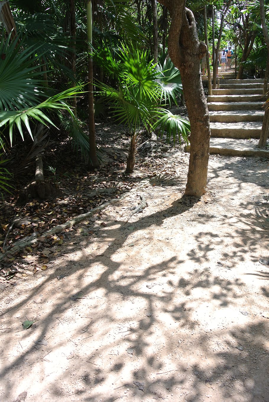 sand, tree, palm tree, walkway, stairs, tropical, shadows, nature HD wallpaper