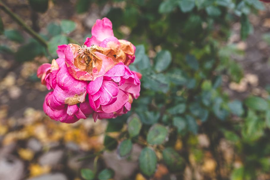 faded, rose, nature, flower, autumn, fall, dead, vintage, flowering plant HD wallpaper