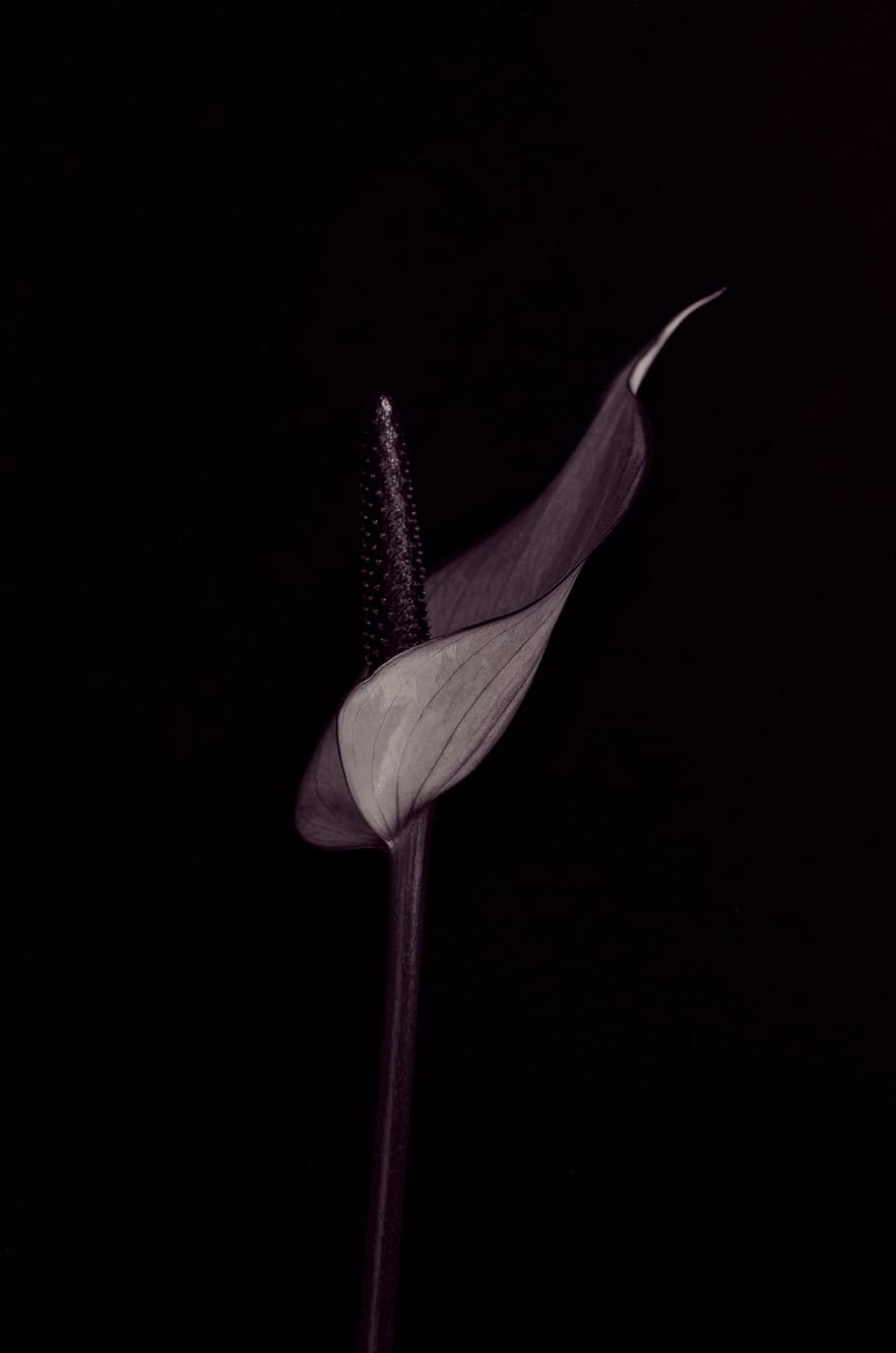 anthurium, flower, blossom, bloom, purple, black Background, HD wallpaper