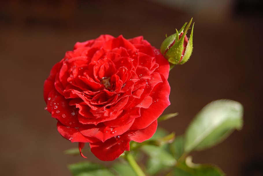 rosa, flower, nature, beauty in nature, freshness, red, flowering plant HD wallpaper