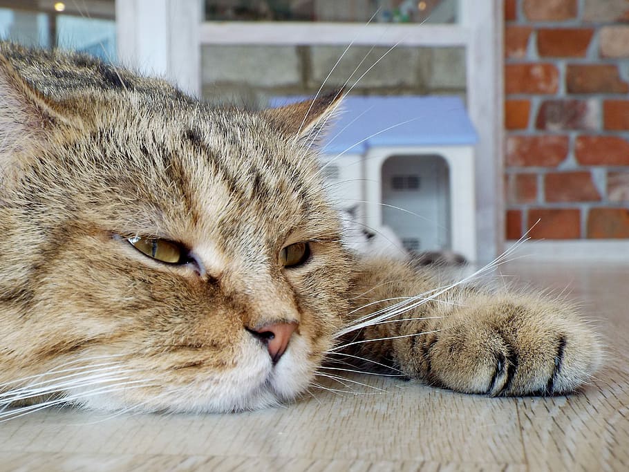 cat lying on wooden board inside room, Rest, Sleep, Relax, Cute HD wallpaper