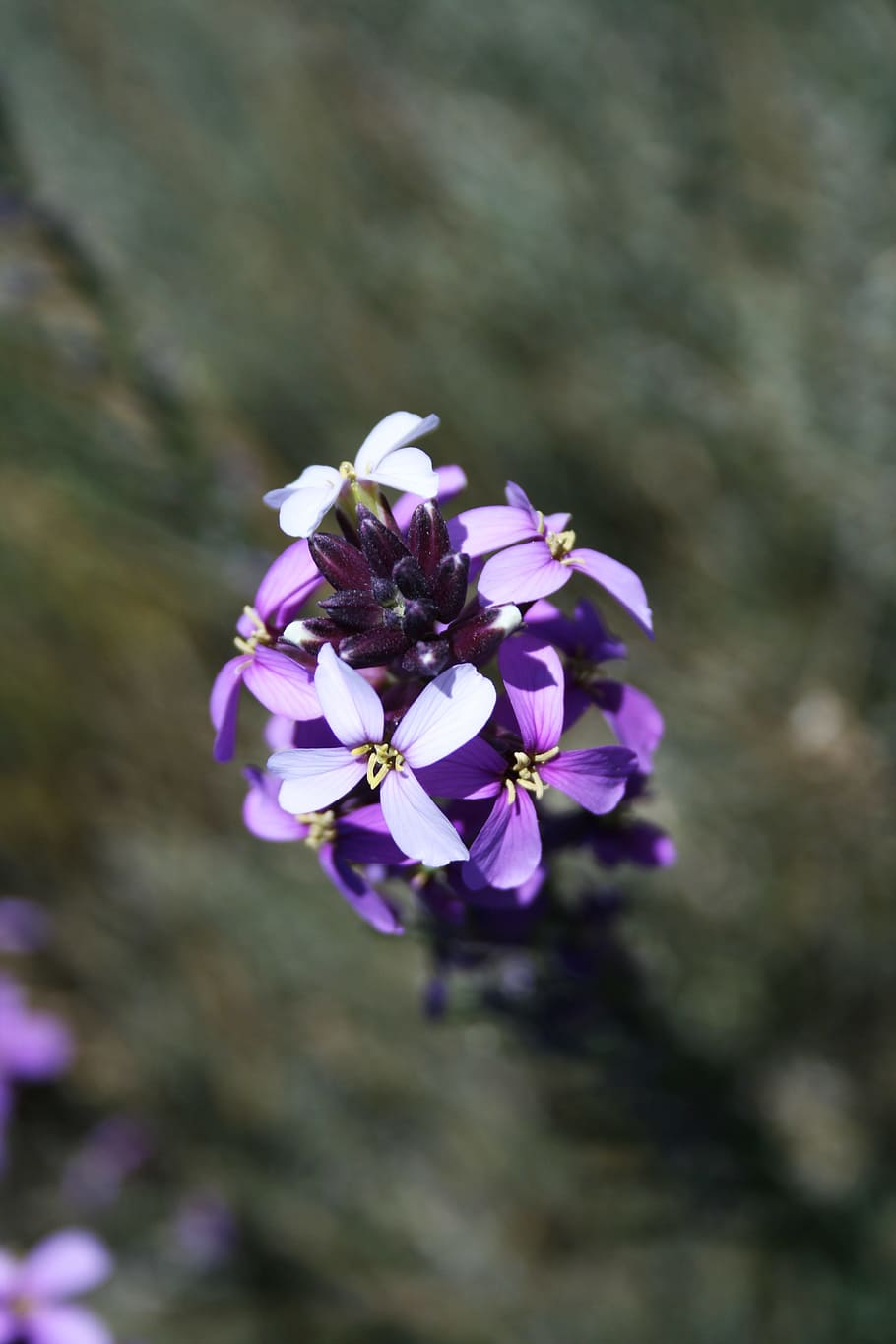 canary islands, teide national park, flower, violet, tenerife, HD wallpaper