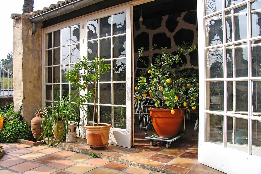 lemons, lemon tree, winter garden, plant, potted plant, building exterior HD wallpaper