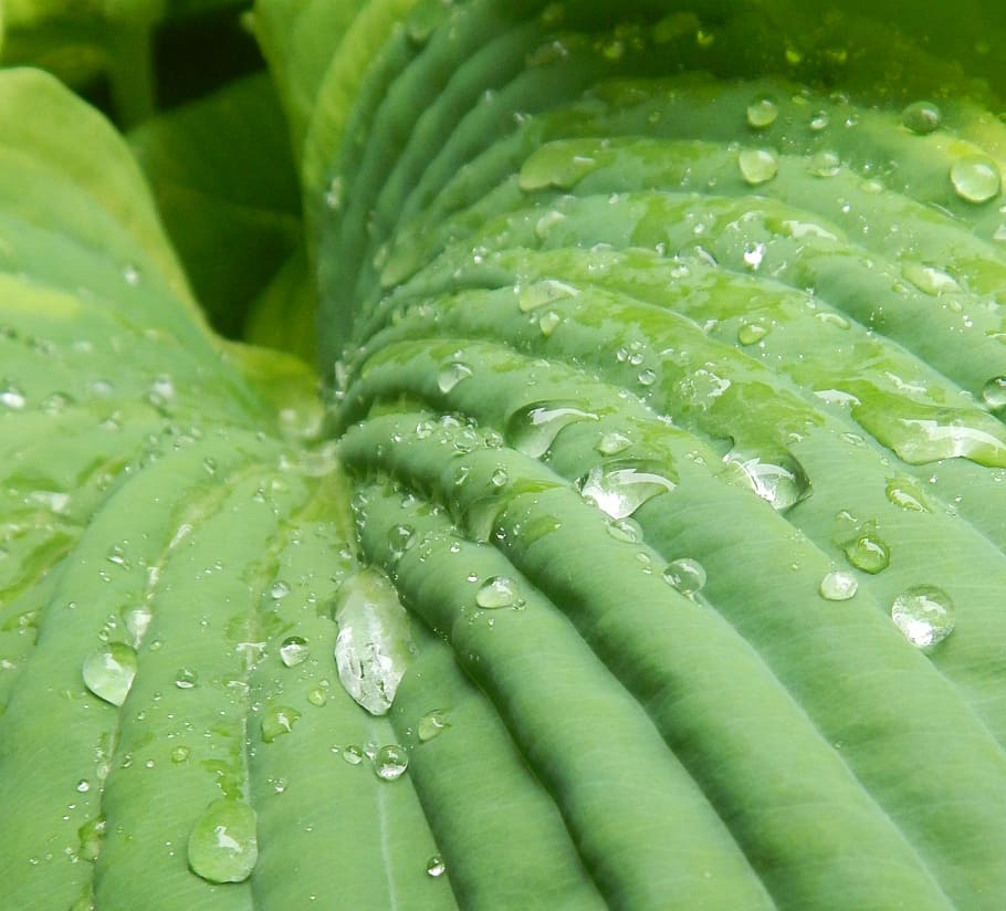 Hosta, Leaf, Flora, Nature, Gardening, rain, water, green, droplets HD wallpaper