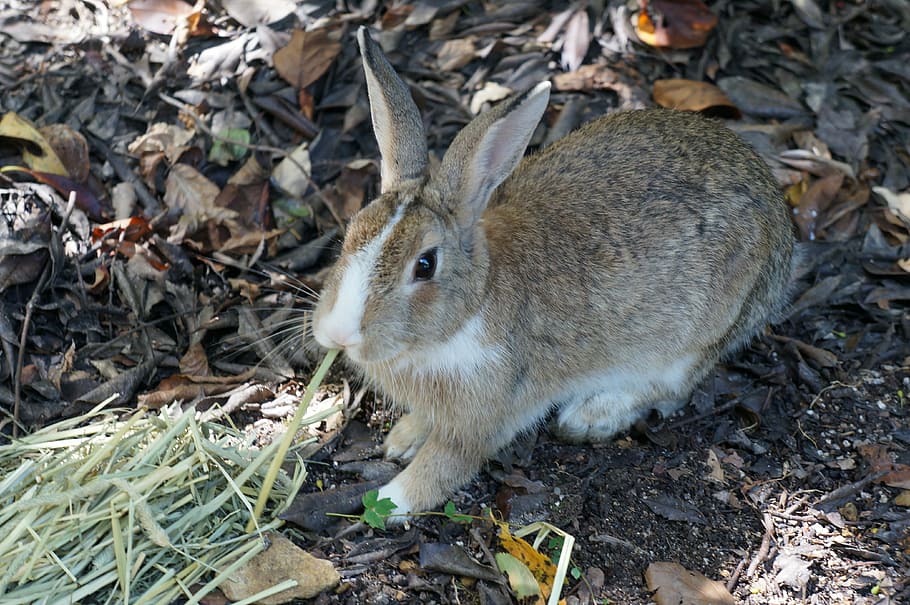 Rabbit, Ōkunoshima, Hiroshima, Wild, ōkunoshima, small animals HD wallpaper