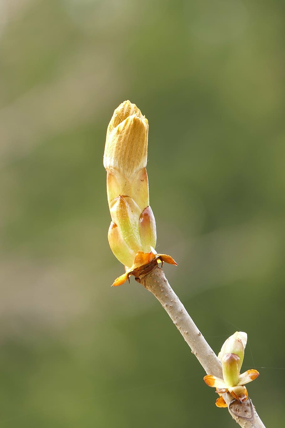 bud, chestnut, foliation, spring, nature, plant, close-up, tree HD wallpaper