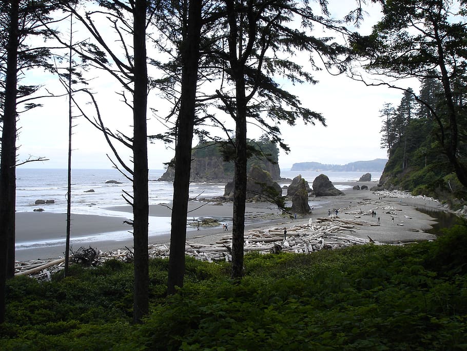 ruby beach, driftwood, rock formations, coast, olympic national park