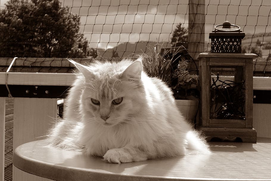 selective color photo of white cat on table, lamp, cat face HD wallpaper