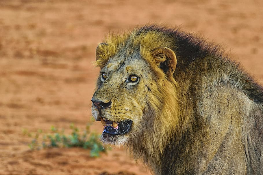 lion, portrait, cat, predator, animal world, male, close, wildcat HD wallpaper