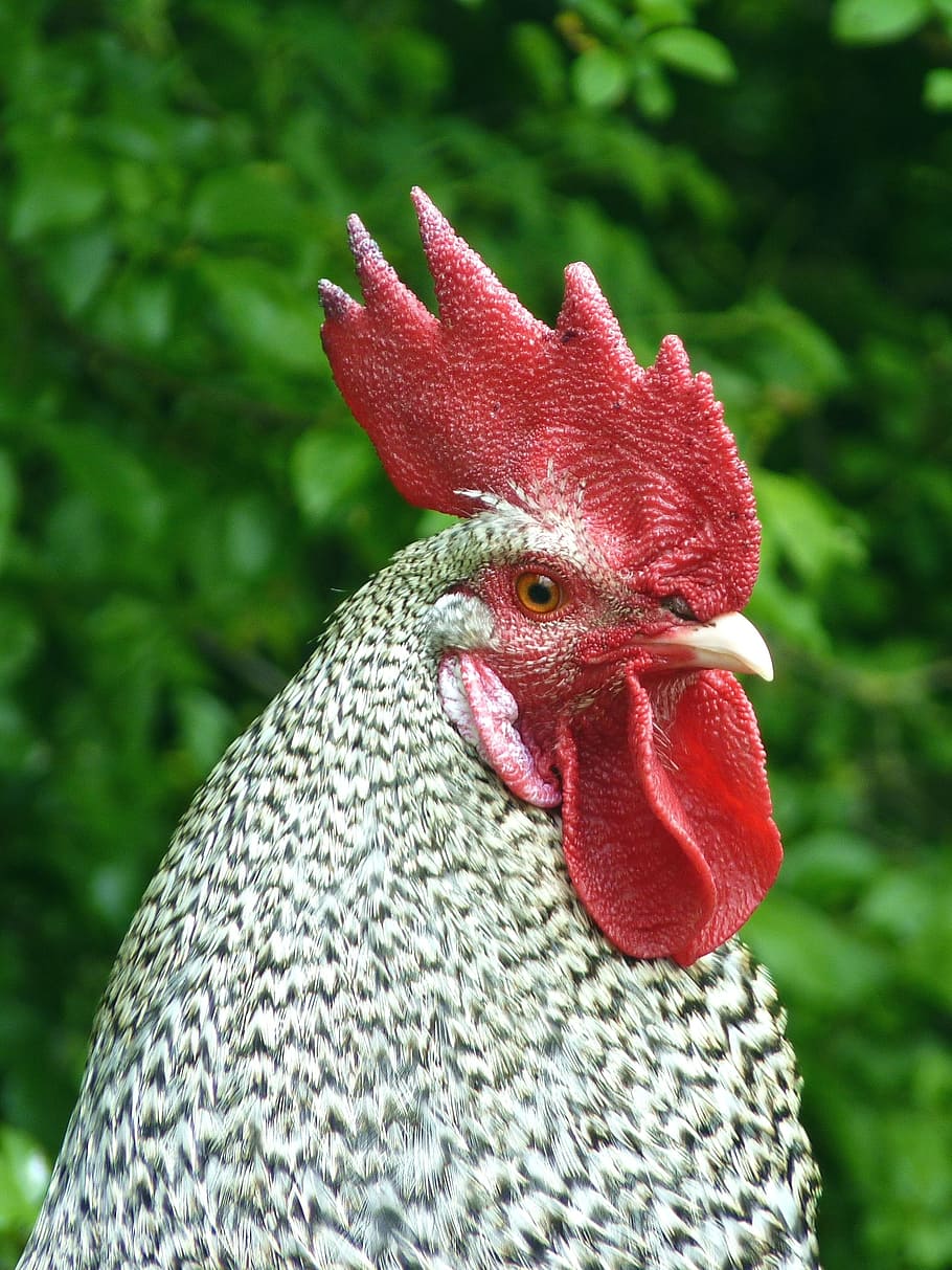 hahn, comb, red, gockel, poultry, bird, bill, feather, crow HD wallpaper