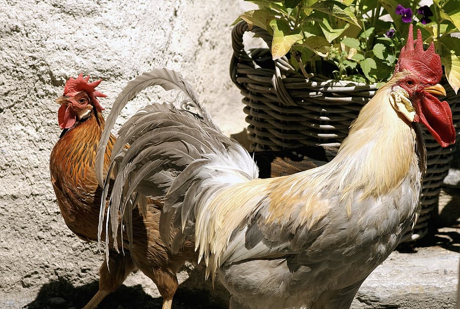 hahn, hen, chicken, poultry, gockel, chickens, colorful, bird HD wallpaper