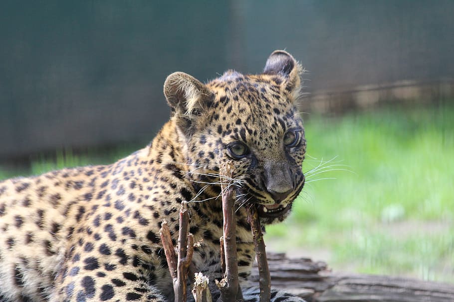 leopard, wild, cub, zoo, animal themes, big cat, mammal, one animal HD wallpaper