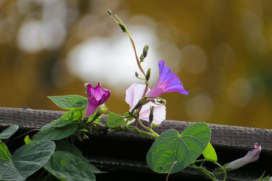 selective focus photography of purple and pink morning glory vines, HD wallpaper