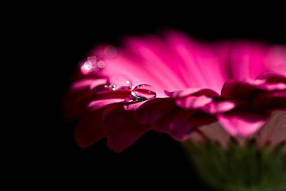 Pink Petal Flower and Dew Drops on Top, bloom, blossom, flora HD wallpaper